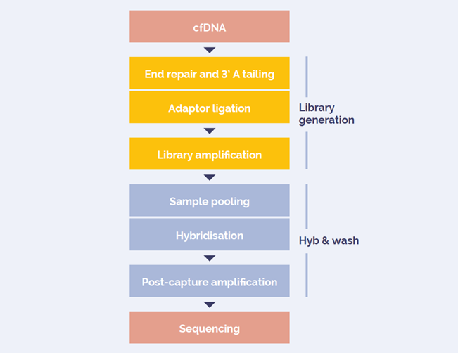 Figure 1: Modified OGT SureSeq workflow for cfDNA.