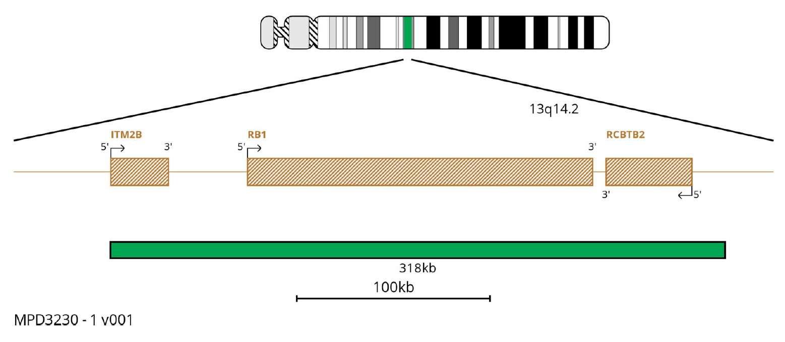 MPD3230 RB1 FISH Probe Chromosome Map