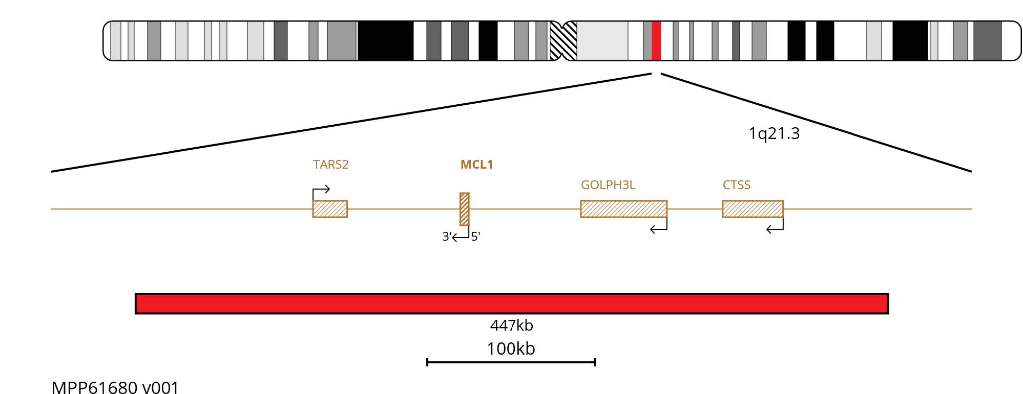 Fluorescence in situ hybridisation (FISH) chromosome map showing a red 447kb probe targeting the MCL1 gene.