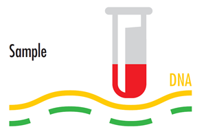 Sample DNA