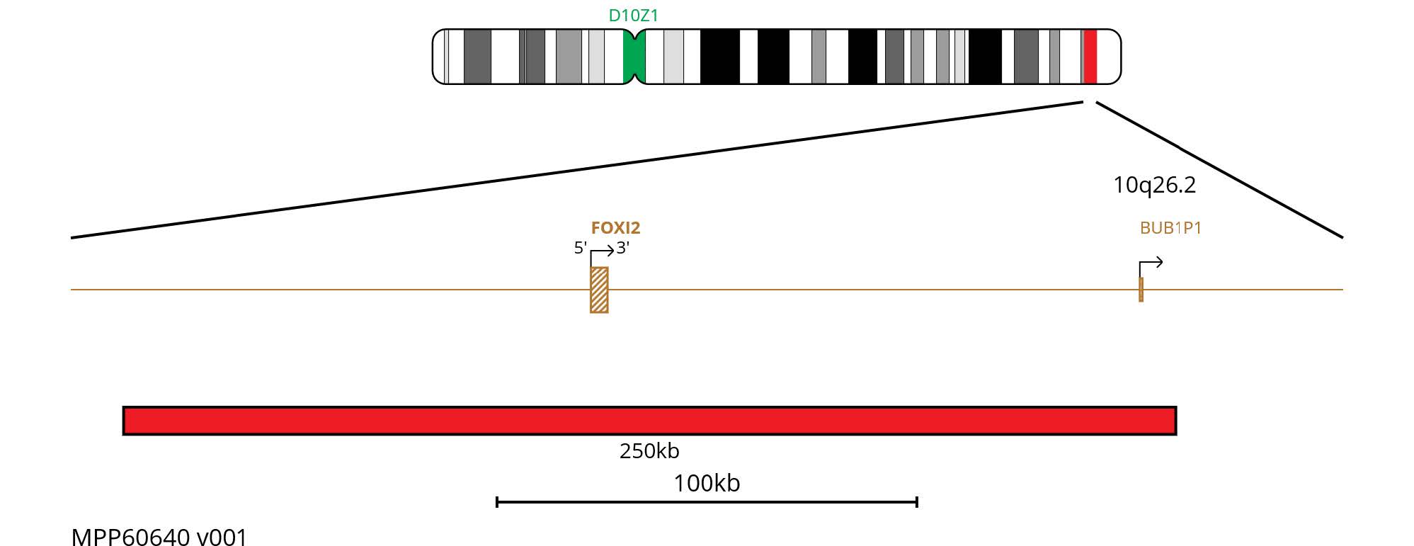 Fluorescence in situ hybridisation (FISH) chromosome map showing a red 250kb probe targeting the FOXI2 gene.