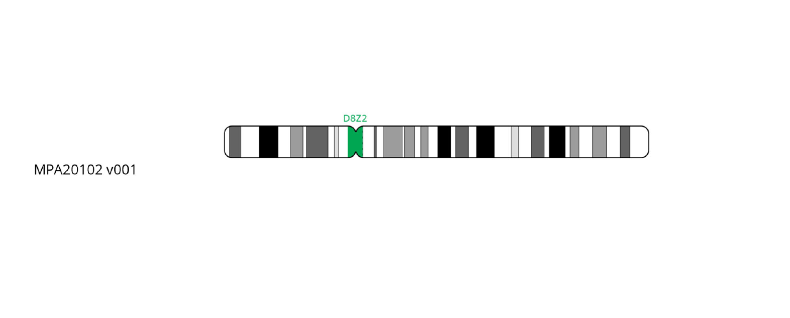Fluorescence in situ hybridization (FISH) chromosome map showing a probe targeting the centromere region on chromosome 8.