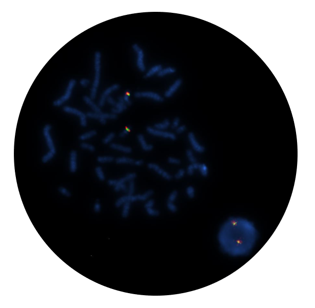 Microscope image Image