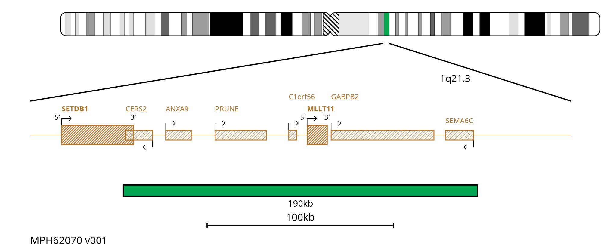 Fluorescence in situ hybridisation (FISH) chromosome map showing a green 190kb probe targeting the MLLT11 gene.