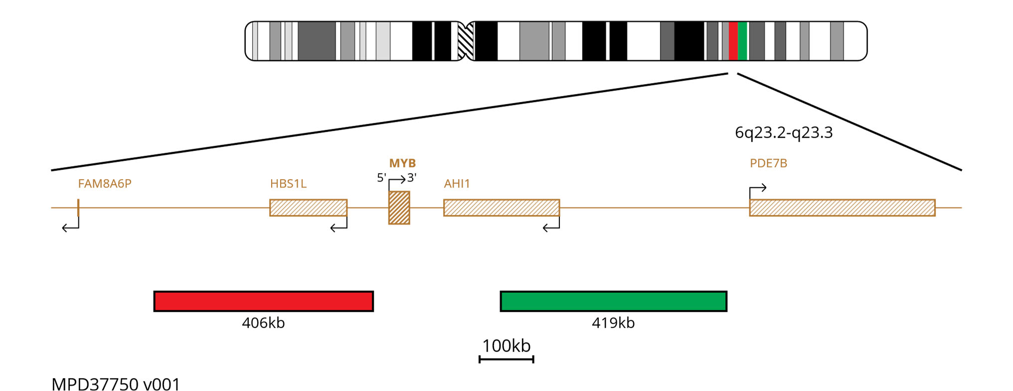 Fluorescence in situ hybridisation (FISH) chromosome map showing red and green probes proximal and distal of the MYB gene.