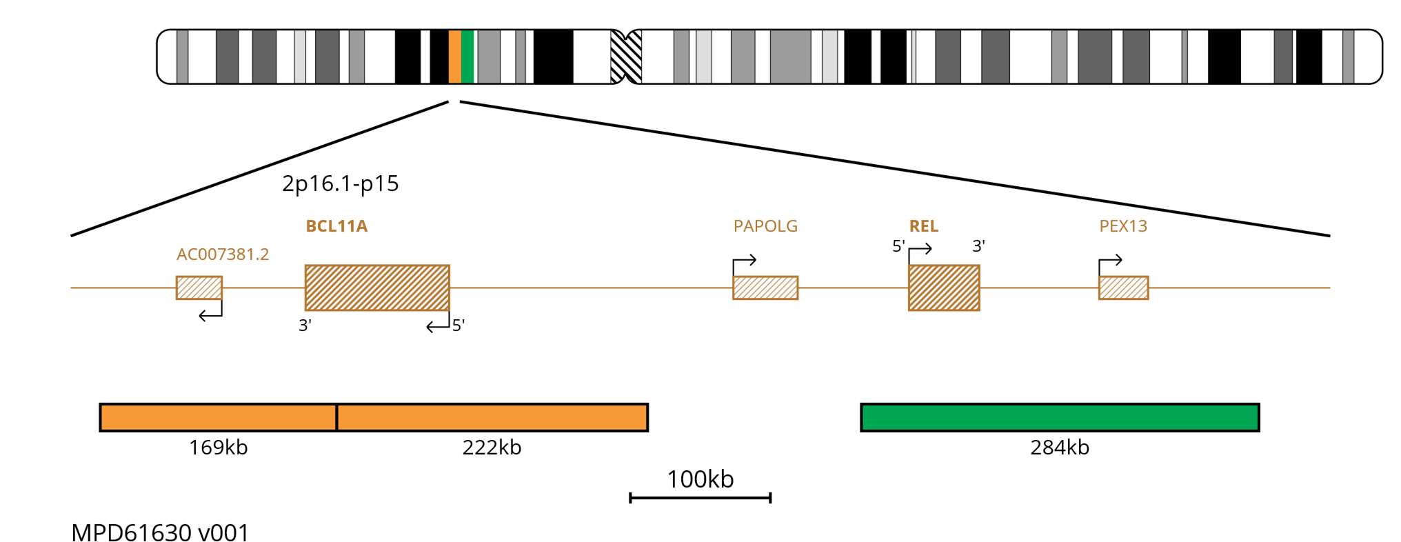 Fluorescence in situ hybridisation (FISH) chromosome map showing probes targeting the BCL11A and REL genes.