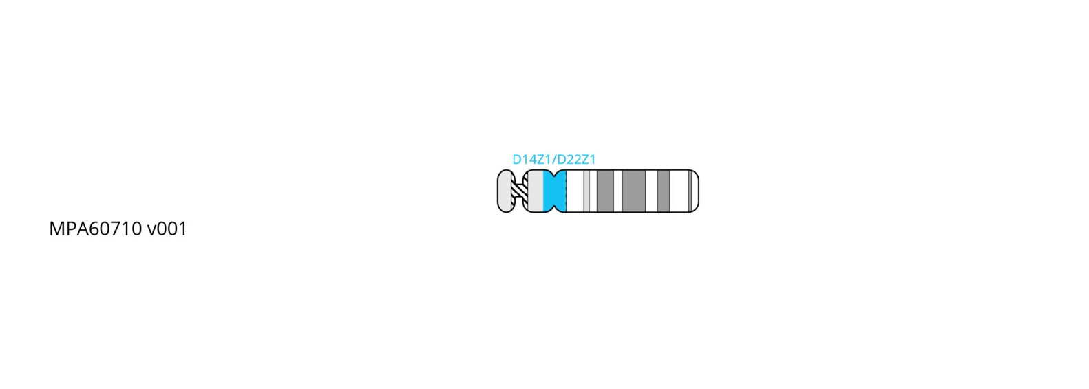 Fluorescence in situ hybridisation (FISH) chromosome map showing a probe targeting the centromere region on chromosome 22.