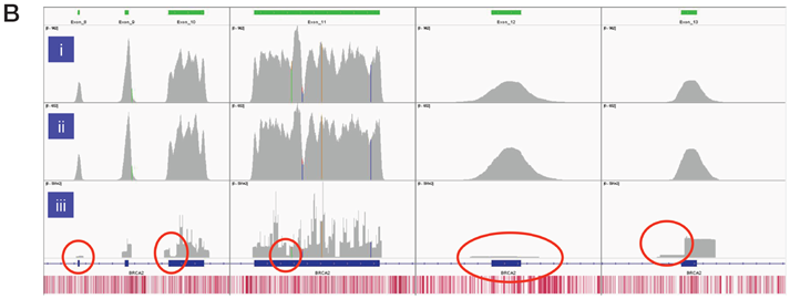 Figure 3b: BRCA2 exons 8-13