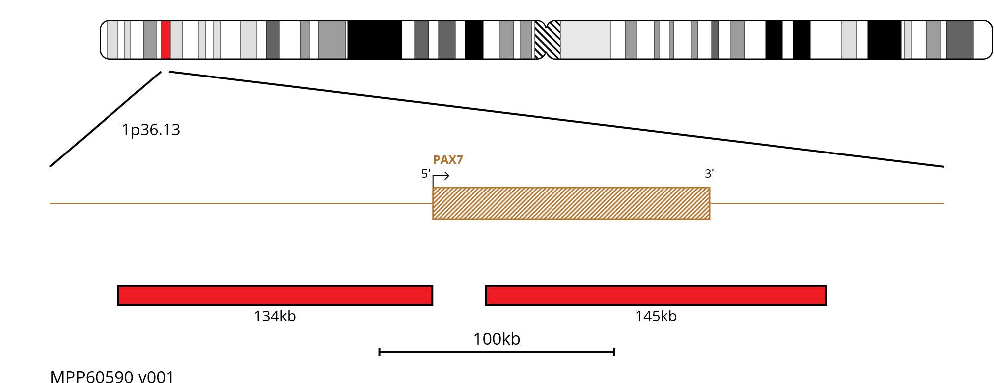 Fluorescence in situ hybridisation (FISH) chromosome map showing red probes targeting the PAX7 gene.