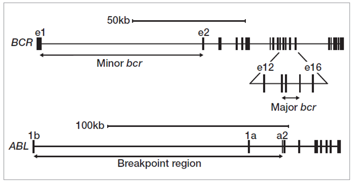 Figure 2: Translocation breakpoint clusters in BCR and ABL1 genes.