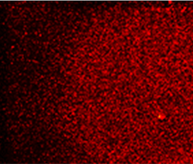 9. Low Cy5 Signal Gradient Main Image