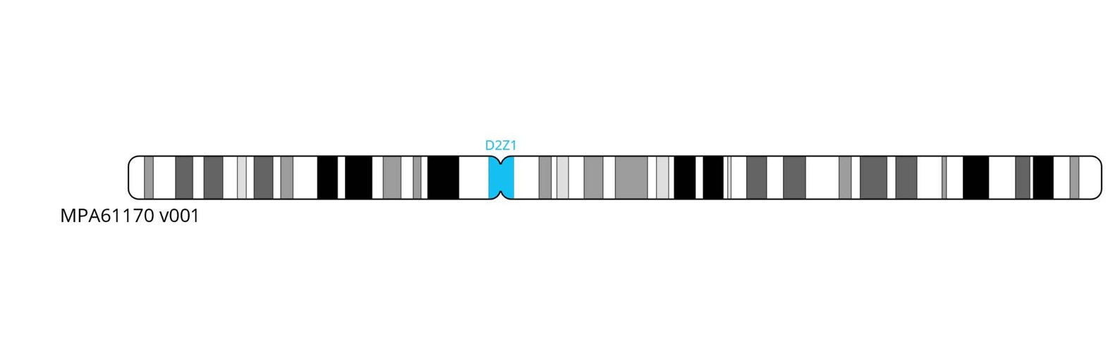 Fluorescence in situ hybridisation (FISH) chromosome map showing a probe targeting the centromere region on chromosome 2.
