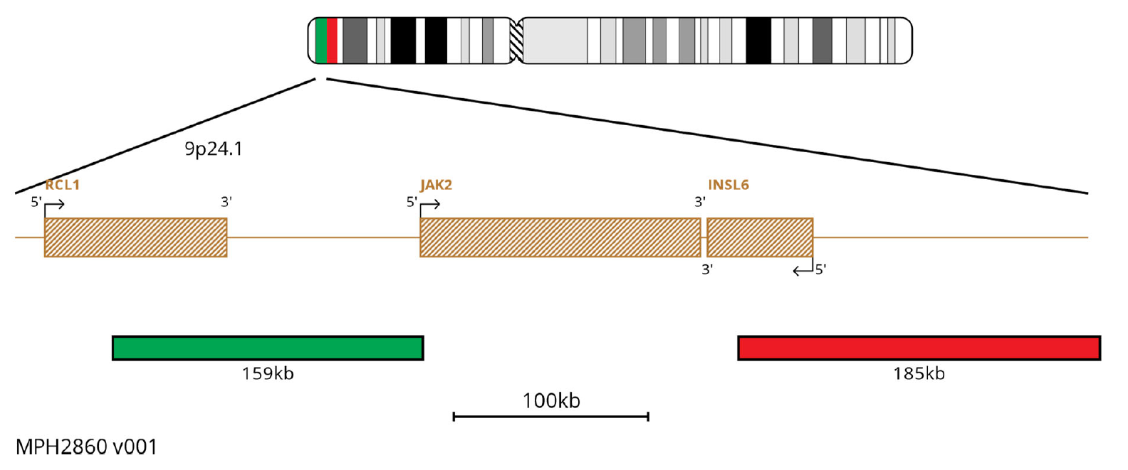 MPH2860 JAK2 Breakapart FISH Probe Chromosome Map