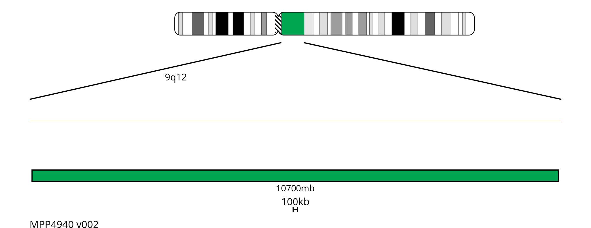 Fluorescence in situ hybridisation (FISH) chromosome map showing a 10700mb green probe targeting the region 9q12.