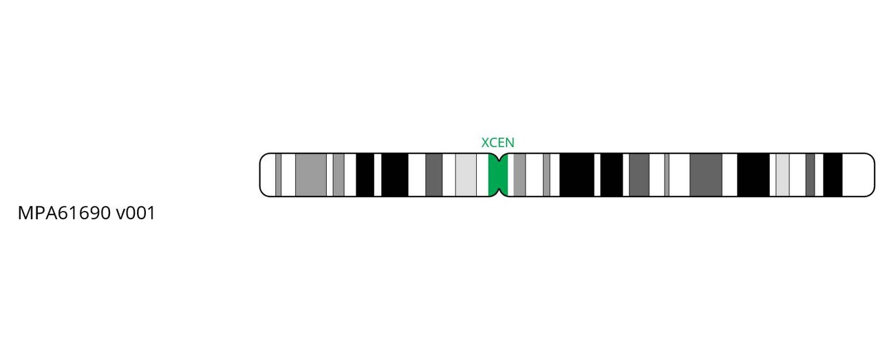 Fluorescence in situ hybridisation (FISH) chromosome map showing a probe targeting the centromere region on chromosome X.