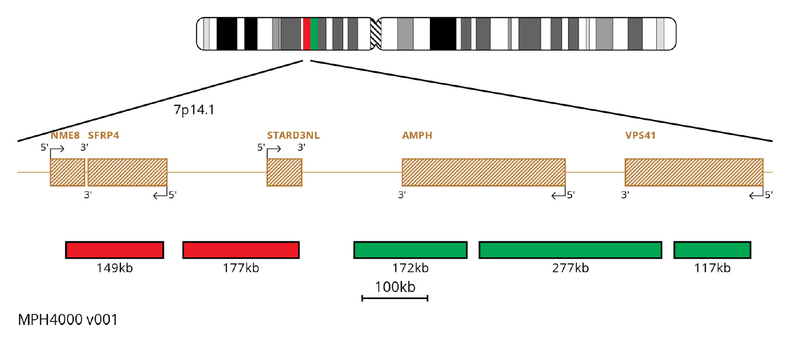 MPH4000 TCRG Breakapart FISH Probe Chromosome Map