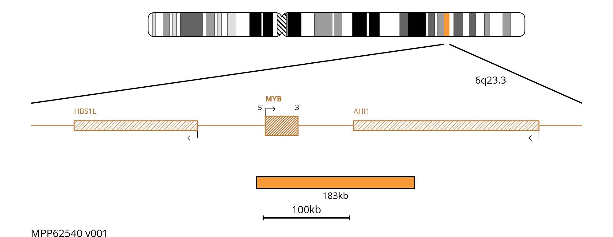 Fluorescence in situ hybridisation (FISH) chromosome map showing a orange 183kb probe targeting the MYB gene on chromosome 6.
