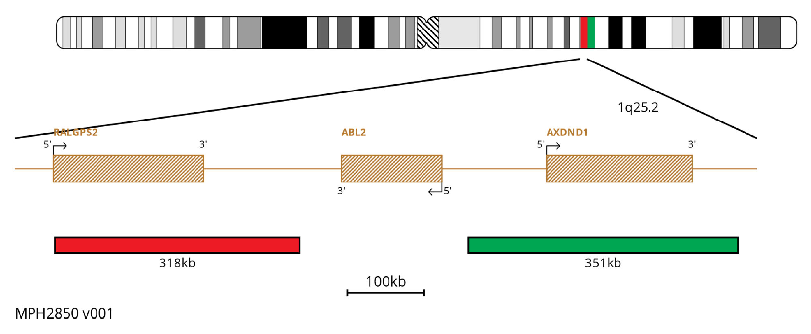 MPH2850 ABL2 Breakapart FISH Probe Chromosome Map