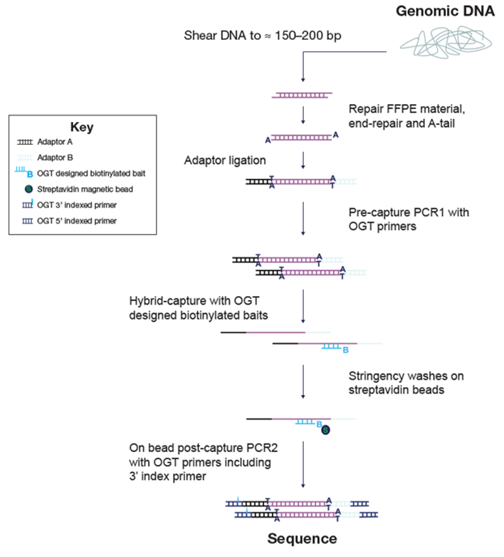 Figure 1: OGT SureSeq workflow