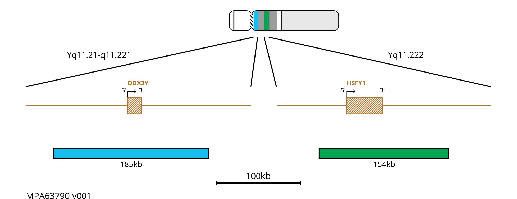 FISH chromosome map showing a 185kb aqua probe targeting AZFa (DDX3Y) and a 154kb green probe targeting AZFb (HSFY1).