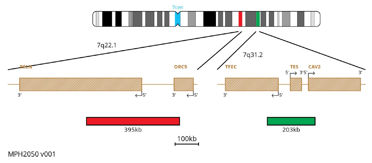 MPH2050 RELN TES 7Cen FISH Probe Chromosome Map
