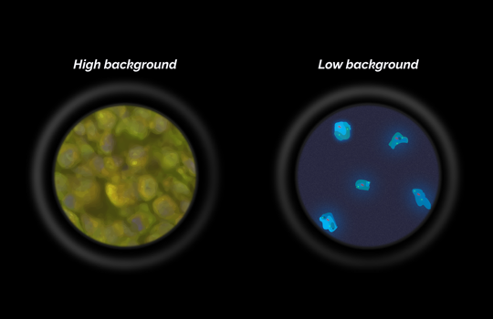 How do I reduce high background in my FISH assay? Image