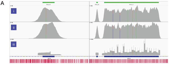 Figure 3a: BRCA1 exons 11-13