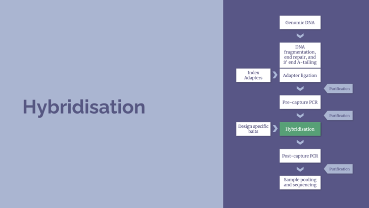 NGS workflow – Hybridization (10 minutes) Image