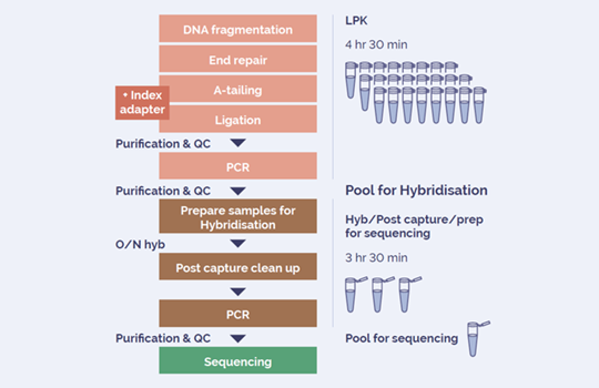 A complete library prep solution for unparallelled NGS results Image