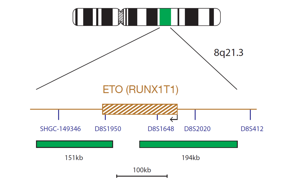CE LPH026 Chromomap ETO (RUNX1T1) V2