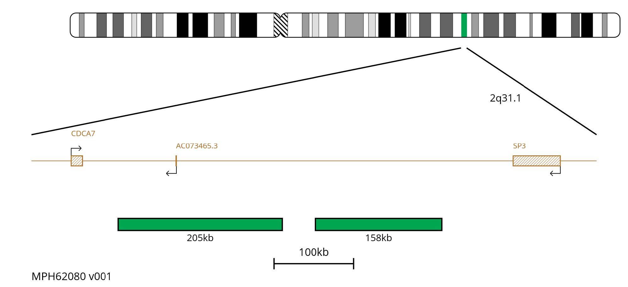 Fluorescence in situ hybridisation (FISH) chromosome map showing green probes targeting the region 2q31.1.