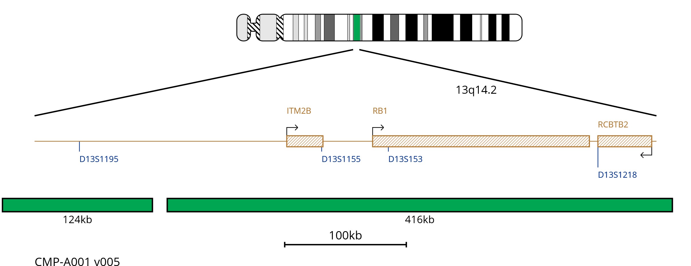 Fluorescence in situ hybridisation (FISH) chromosome map showing a green probe targeting the region 13q14.2.