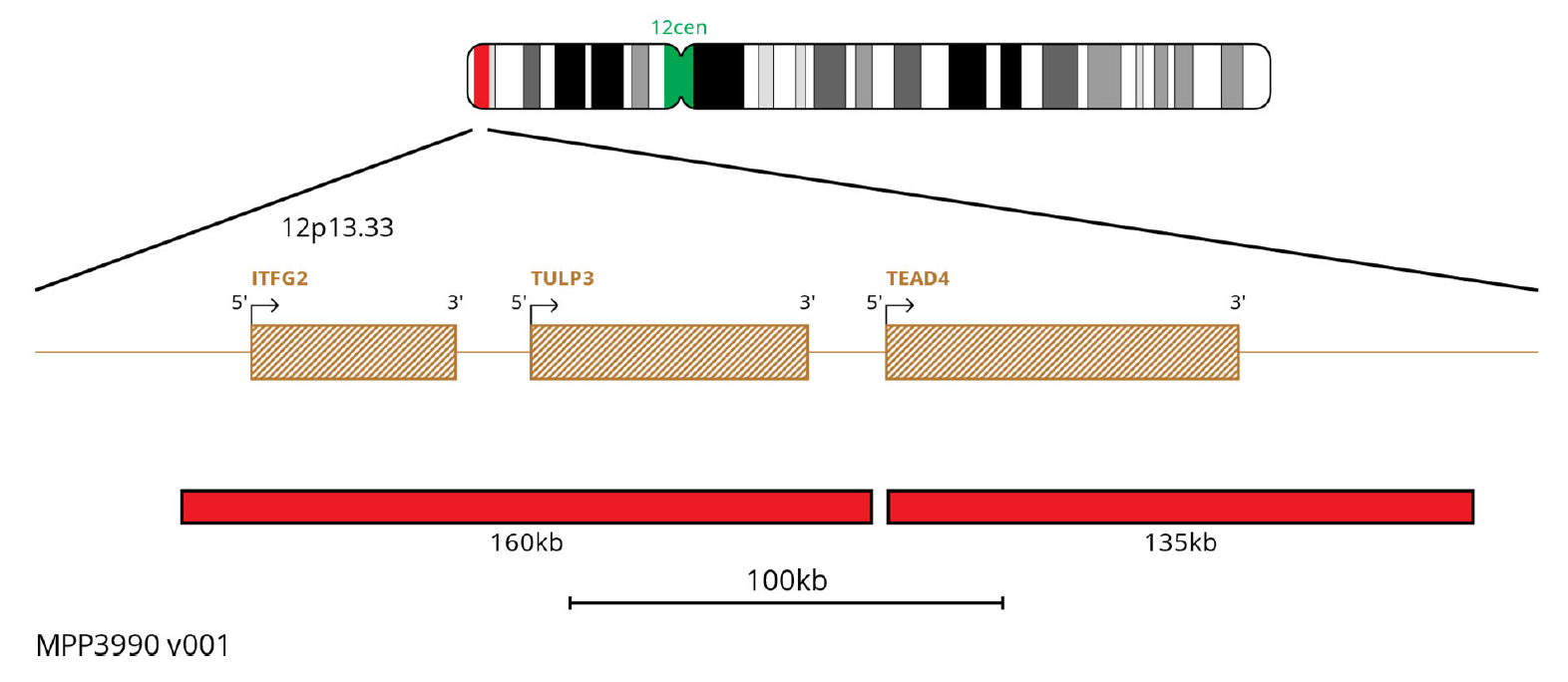 MPP3990 12P13.3 12Cen FISH Probe Chromosome Map