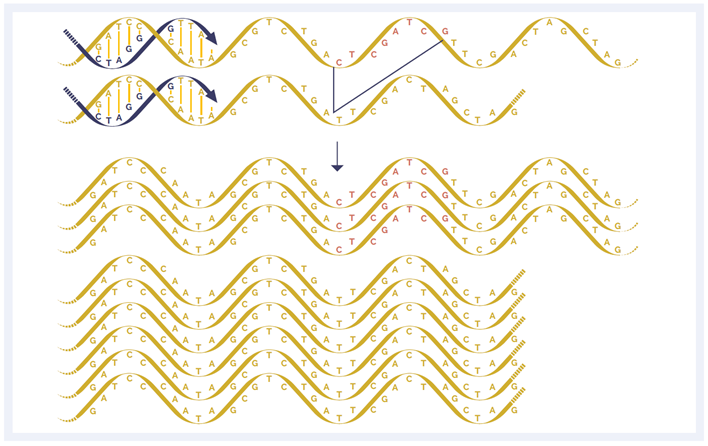 Figure 4. A deletion within the amplicon can cause preferential amplification of smaller fragments