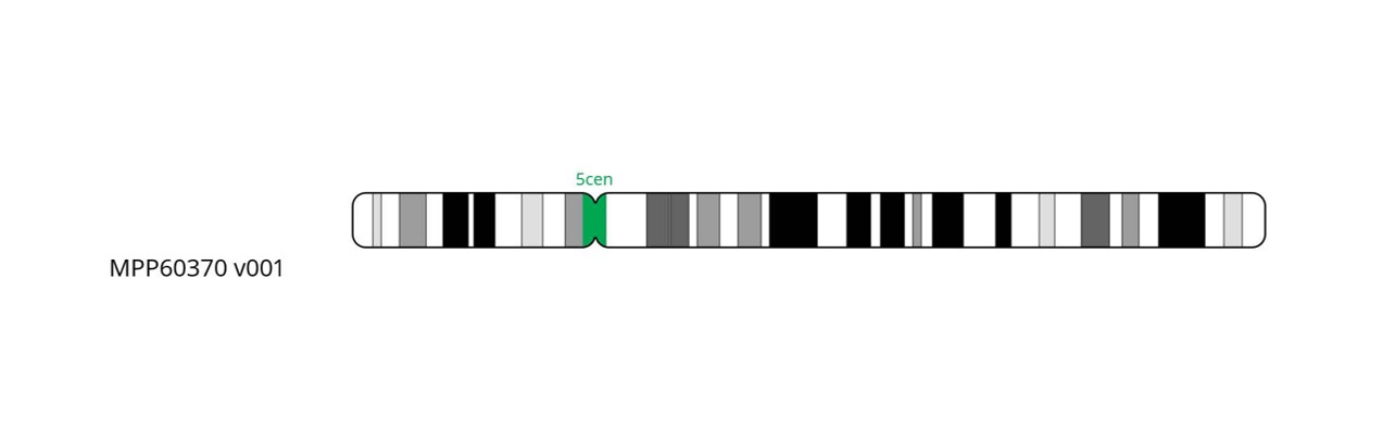 Fluorescence in situ hybridisation (FISH) chromosome map showing a probe targeting the centromere region on chromosome 5.