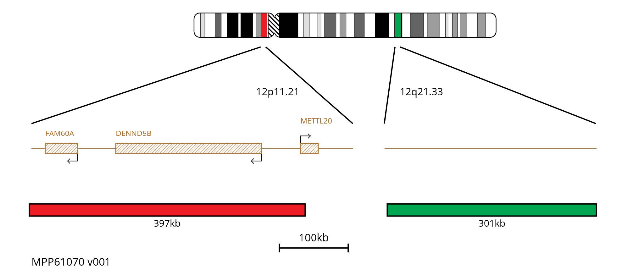 Fluorescence in situ hybridisation (FISH) chromosome map showing probes targeting the regions 12p11.21 and 12q21.33.