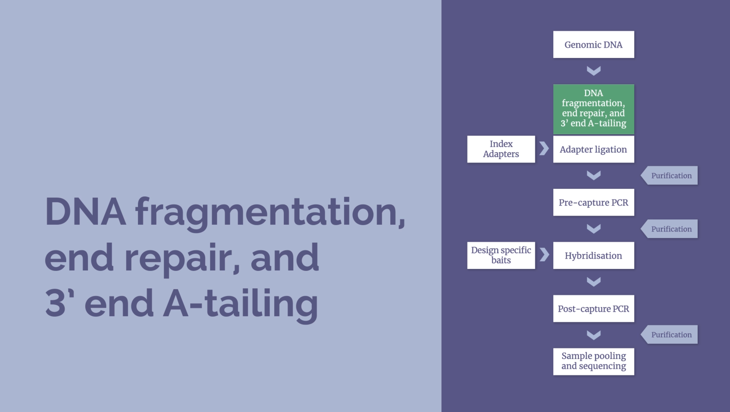 NGS workflow – DNA fragmentation, end repair and 3’ end A-tailing (2 minutes) Image