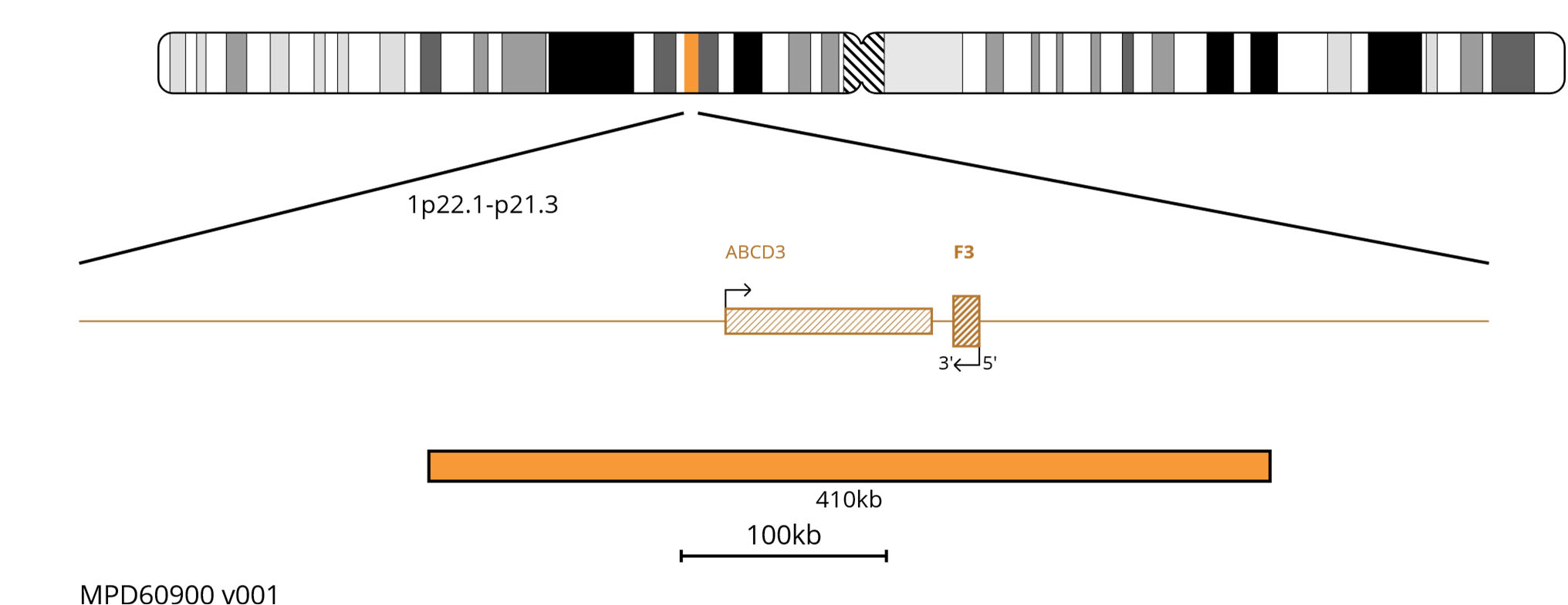 Fluorescence in situ hybridisation (FISH) chromosome map showing an orange 410kb probe targeting the F3 gene.