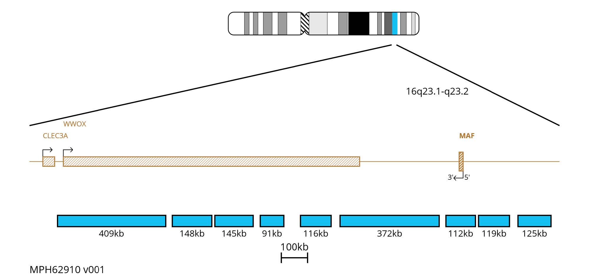 Fluorescence in situ hybridisation (FISH) chromosome map showing aqua probes targeting the MAF gene on chromosome 16.
