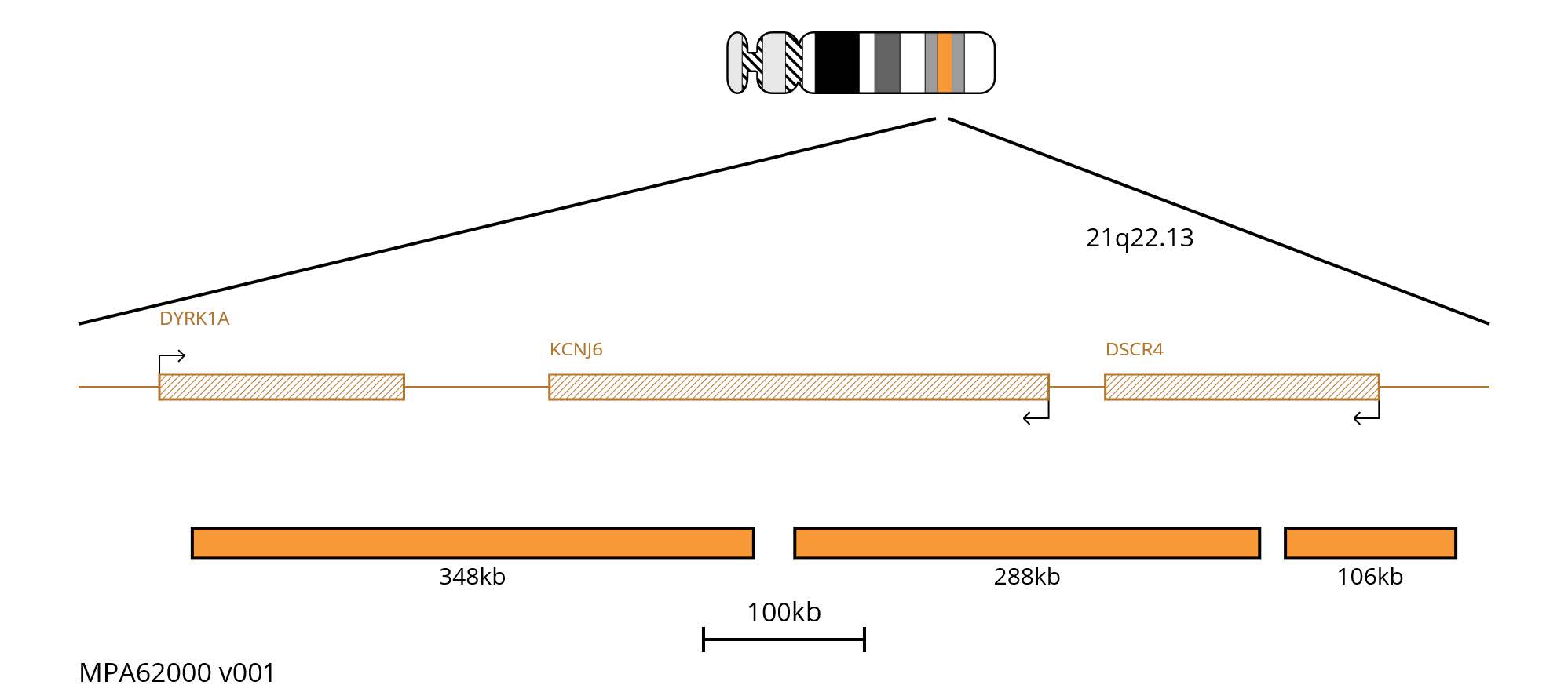 Fluorescence in situ hybridisation (FISH) chromosome map showing orange probes targeting the region 21q22.13.