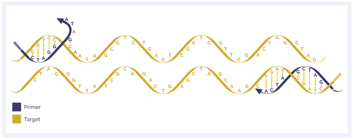 Figure 5. Single nucleotide variants (SNVs) in primer sites can lead to allelic bias and drop-out.