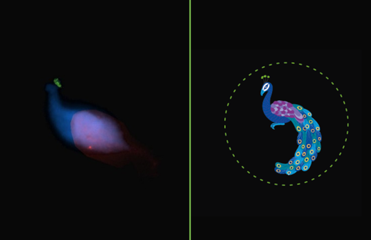 Introducing Featured FISH Image