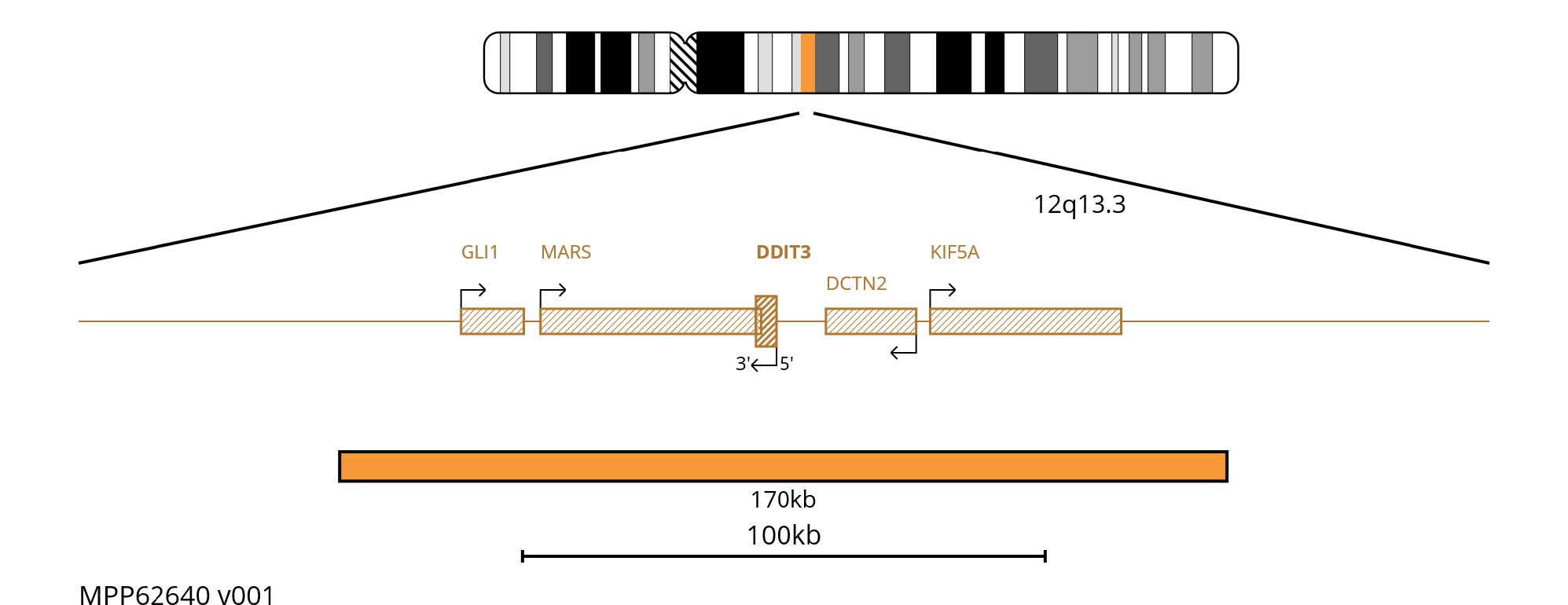 Fluorescence in situ hybridisation (FISH) chromosome map showing a 170kb orange probe targeting DDIT3 on chromosome 12.