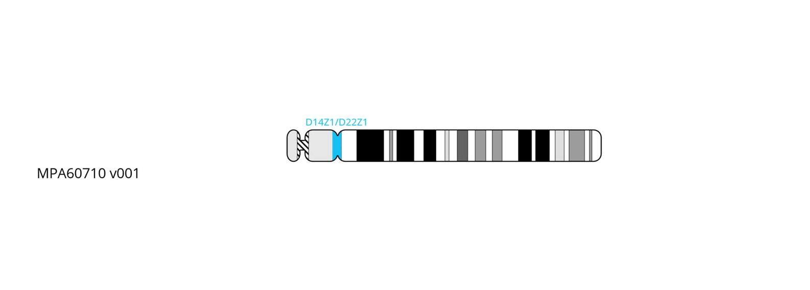 Fluorescence in situ hybridisation (FISH) chromosome map showing a probe targeting the centromere region on chromosome 14.