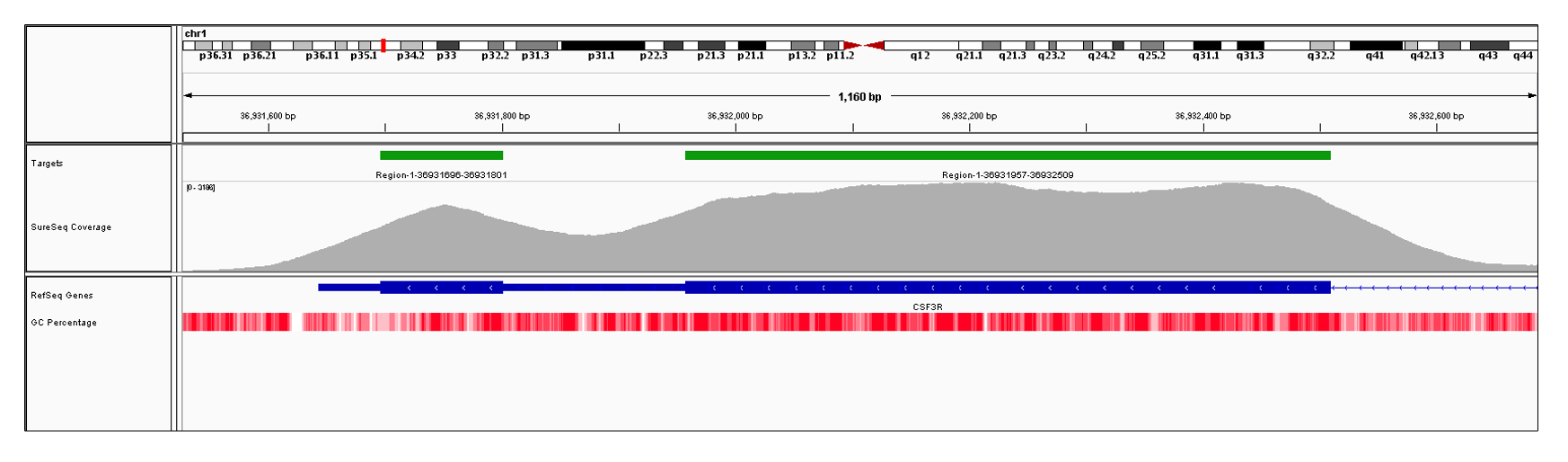 CSF3R Exons 17 (hg19 chr1:36931644-36932428)  and 18 (hg19 chr1:36931644-36931801). Depth of coverage per base (grey). Targeted region (green). Gene coding region as defined by RefSeq (blue). GC percentage (red). Image