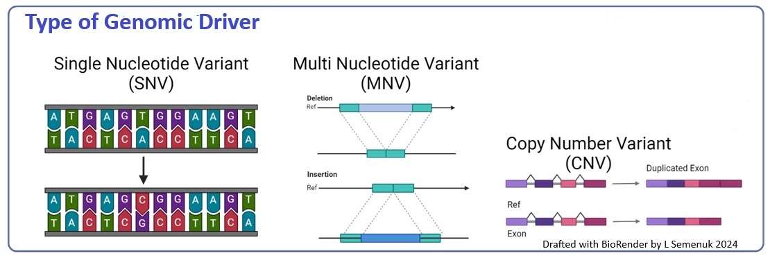 <b>Figure 1.</b> Graphical representation of the SNV, MNV and CNV types of genomic driving events.