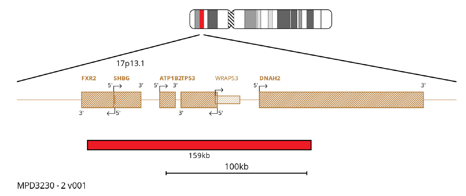 MPD3230 P53 FISH Probe Chromosome Map