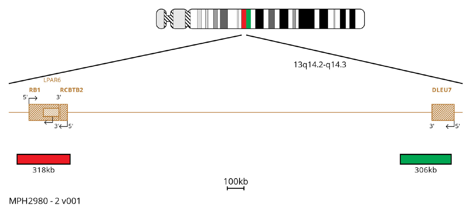 MPH2980 DLEU7 RB1 FISH Probe Chromosome Map
