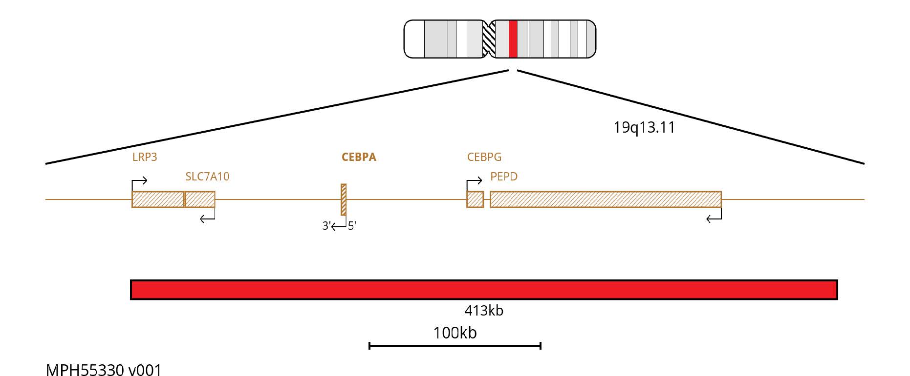 Fluorescence in situ hybridisation (FISH) chromosome map showing a red413kb probe targeting the CEBPA gene.