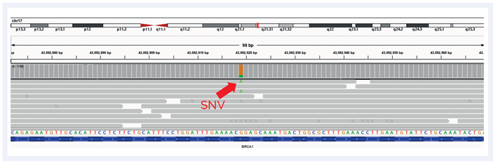 Figure 4: Example of BRCA1 exon 10 missense variant Pro871Leu (rs799917) with frequency of 20% identified in 10 ng cfDNA.